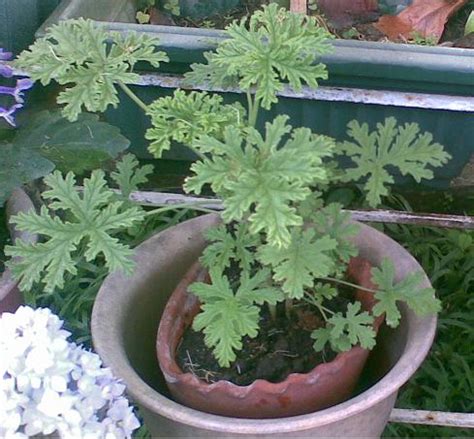 malvarosa plant care